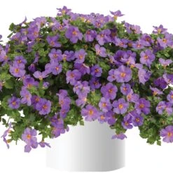 Great Purple Scopia Bacopa Plant