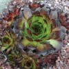 Black Sempervivum (Hens And Chicks) -Annual Plants Shop sempervivum black hens chick plant 1962 detail