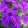 Senetti Deep Blue Pericallis