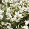 Senorita Blanca® Cleome Plant (Spider Flower) -Annual Plants Shop senorita blanca cleome plant 45 detail