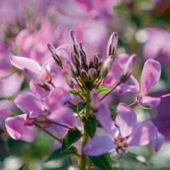 Senorita Rosalita® Cleome Plant (Spider Flower)