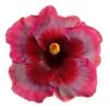 Showtime Cajun Hibiscus