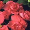 Silhouette® Salmon Double Impatiens Plant 2 Silhouette® Salmon Double Impatiens Plant -Annual Plants Shop silhouette salmon double impatiens plant 2078 detail