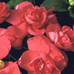 Silhouette® Salmon Double Impatiens Plant