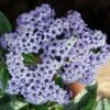 Silver Blue Marino Heliotrope Plant 1 Silver Blue Marino Heliotrope Plant -Annual Plants Shop silver blue marino heliotrope 922 detail