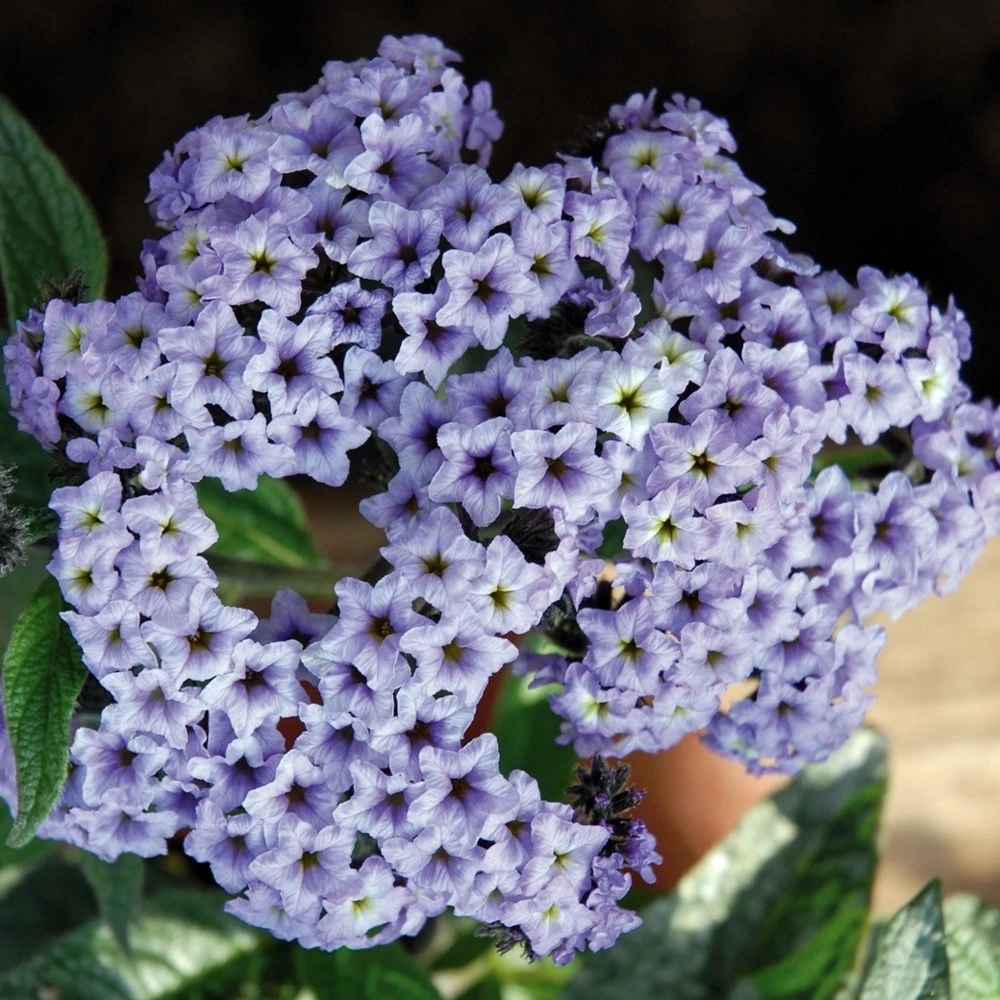 Silver Blue Marino Heliotrope Plant 3 Silver Blue Marino Heliotrope Plant