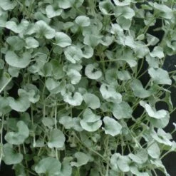 Silver Falls Dichondra Plant