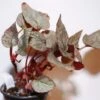 Silver Limbo Rex Begonia Plant -Annual Plants Shop silver limbo rex begonia plant 2141 detail