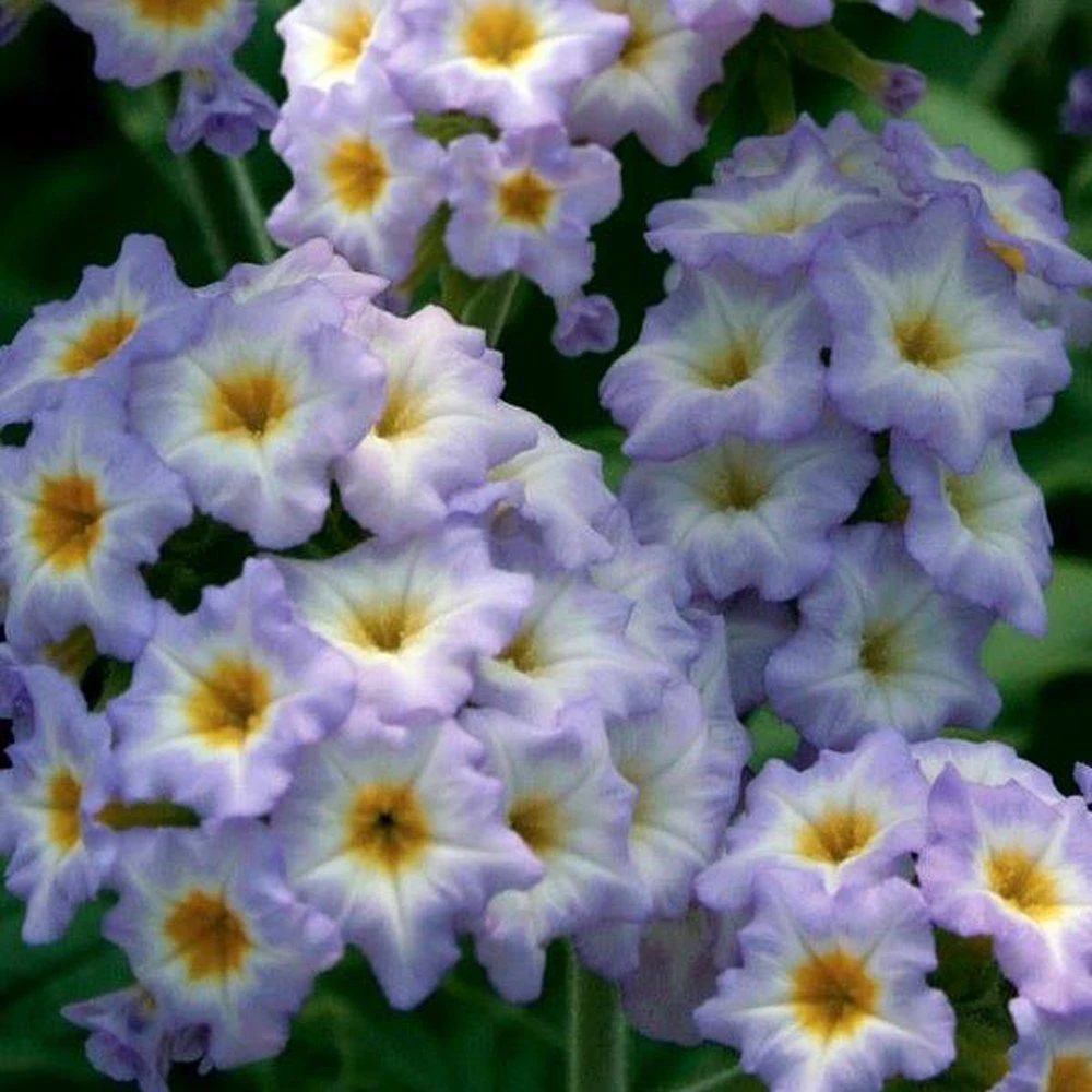 Simply Scentsational® Heliotrope Plant 3 Simply Scentsational® Heliotrope Plant