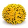 Belgian MumĀ® Sinelli Yellow Plant 1 Belgian MumĀ® Sinelli Yellow Plant -Annual Plants Shop sinelli yellow belgian mum 2171 detail