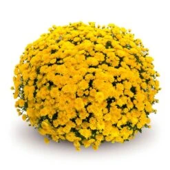 Belgian Mum® Sinelli Yellow Plant