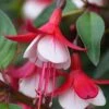 Skyrocket Fuchsia Plant -Annual Plants Shop skyrocket fuchsia plant 1410 detail