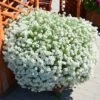 Snow Princess® Lobularia Plant 1 Snow Princess® Lobularia Plant -Annual Plants Shop snow princess lobularia plant 415 detail