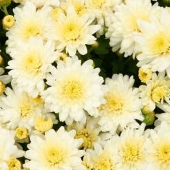 Snowy Igloo Perennial Mum Plant