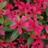 Soiree® Kawaii Red Shades Catharanthus -Annual Plants Shop soiree kawaii red shades catharanthus 735 detail