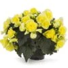 Solenia® Yellow Begonia Plant
