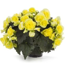 Solenia® Yellow Begonia Plant