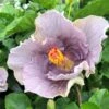 Sonny Stollings Cajun Hibiscus