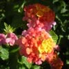 Son Sonset Lantana Plant -Annual Plants Shop sonset lantana plant 603 detail