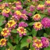 Sparkler Lantana Plant -Annual Plants Shop sparkler lantana plant 66 detail