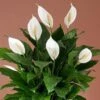 Spathiphyllum Peace Lily -Annual Plants Shop spathiphyllum plants peace lily 865 detail