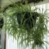 Spider 1 Spider -Annual Plants Shop spider plant for sale 1639 detail