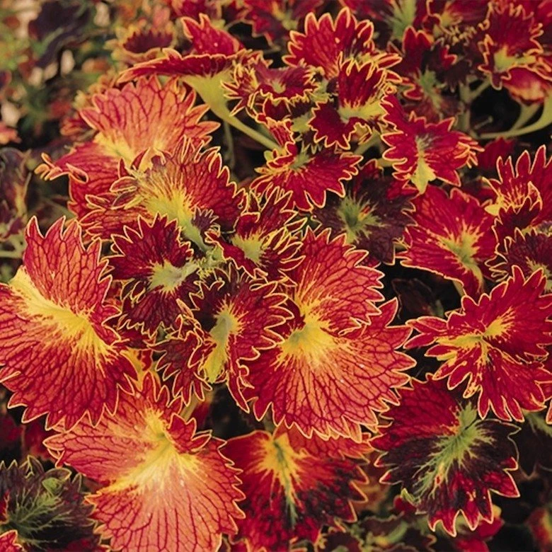 Stained Glassworks™ Tilt A Whirl Coleus Plant 3 Stained Glassworks™ Tilt A Whirl Coleus Plant