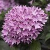 Starcluster™ Lavender Pentas -Annual Plants Shop starcluster lavender pentas plant 2136 detail