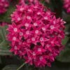 Starcluster™ Rose Pentas 1 Starcluster™ Rose Pentas -Annual Plants Shop starcluster rose pentas plant 2154 detail