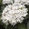 Starcluster™ White Pentas