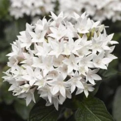 Starcluster™ White Pentas