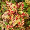 Stormy Weather Coleus Plant -Annual Plants Shop stormy weather coleus plant 377 detail