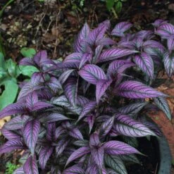 Persian Shield Strobilanthes Plant