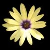 Summerdaisy® Alexander Osteospermum Plant