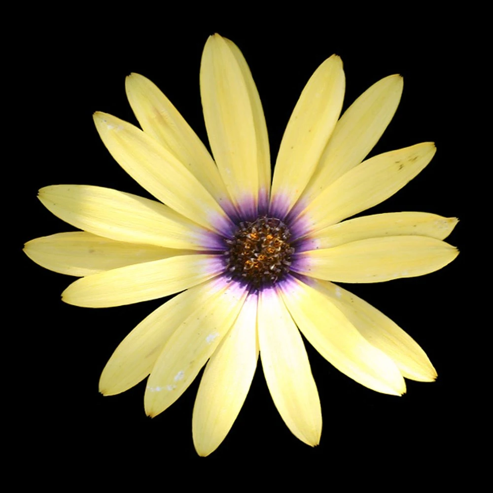 Summerdaisy® Alexander Osteospermum Plant 3 Summerdaisy® Alexander Osteospermum Plant
