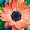 Summerdaisy® Dark Orange Osteospermum Plant -Annual Plants Shop summerdaisy dark orange osteospermum 511 detail