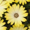 Summerdaisy® Intense Yellow Osteospermum Plant -Annual Plants Shop summerdaisy yellow osteospermum 1117 detail