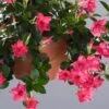 Sun Parasol® Original Pink Mandevilla 2 Sun Parasol® Original Pink Mandevilla -Annual Plants Shop sun parasol original pink mandevilla 647 detail