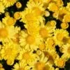 Sundance Igloo Perennial Mum Plant -Annual Plants Shop sundance igloo perennial mum plant 281 general