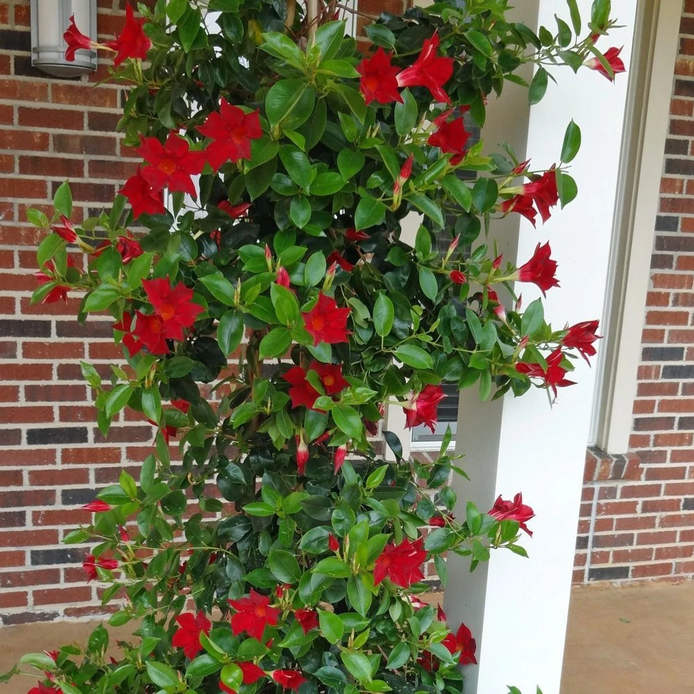 Sun Parasol® Giant Carmine King Mandevilla 3 Sun Parasol® Giant Carmine King Mandevilla