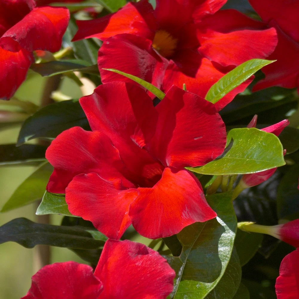 Sun Parasol® Giant Crimson Mandevilla 3 Sun Parasol® Giant Crimson Mandevilla