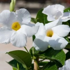 Sun Parasol® Giant White Mandevilla
