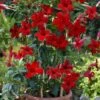 Sun Parasol® Pretty Crimson Mandevilla -Annual Plants Shop sunparasol prettycrimson mandevilla plant 474 detail
