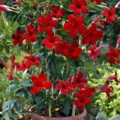 Sun Parasol® Pretty Crimson Mandevilla