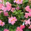 Sun Parasol® Pretty Pink Mandevilla -Annual Plants Shop sunparasol prettypink mandevilla plant 761 detail