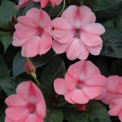 SunPatiens® Compact Blush Pink Impatiens Plant