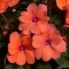 SunPatiens® Compact Coral Pink Impatiens Plant -Annual Plants Shop sunpatiens compact coral pink plant 1884 detail