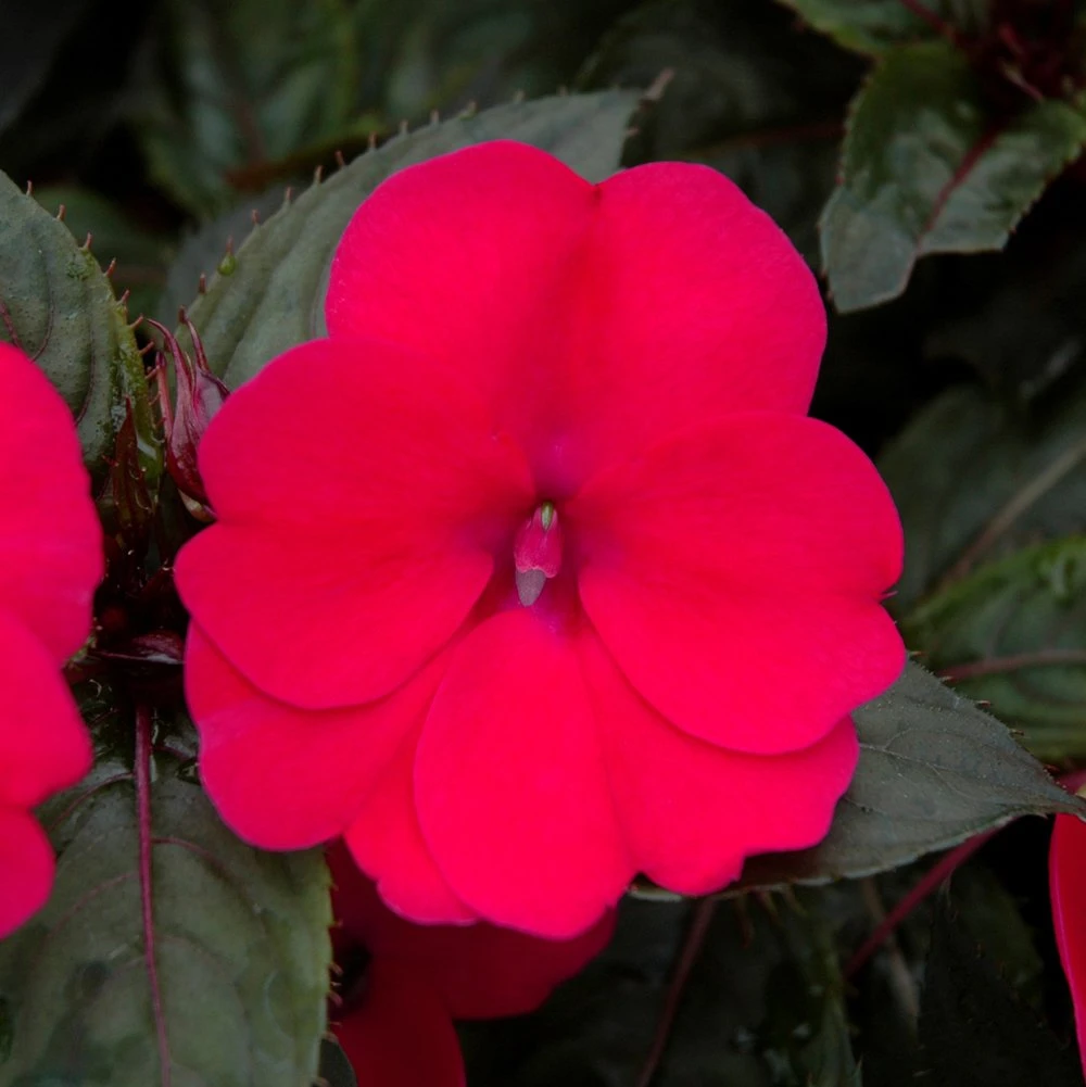 SunPatiens® Compact Deep Rose Impatiens Plant 3 SunPatiens® Compact Deep Rose Impatiens Plant