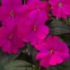 SunPatiens® Compact Lilac Impatiens Plant -Annual Plants Shop sunpatiens compact lilac plant 425 detail