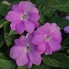 SunPatiens® Vigorous Orchid Impatiens Plant -Annual Plants Shop sunpatiens compact orchid plant 544 detail